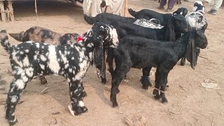 sahiwal bakra mandi ma betal bachay 03176048955 Arslan goats foram sahiwal [upl. by Esinereb]