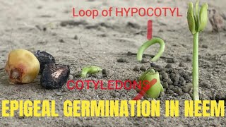 EPIGEAL GERMINATION IN NEEM SEED LIVE EXAMPLE [upl. by Tews]