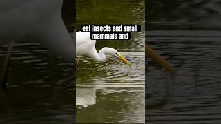 Egrets Are Awesome Birds 5 Facts About Egrets egret birdfacts animalfacts [upl. by Gothurd740]