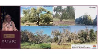 Situación de Xylella fastidiosa en olivo y en otros hospedantes de Argentina P Tolocka [upl. by Zechariah]