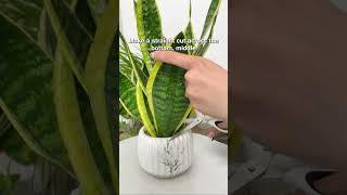 Is this the easiest houseplant to propagate plants propagation indoorplants indoorplanting [upl. by Efinnej]