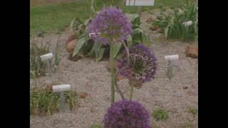 Allium Flower Arrangements [upl. by Hands]