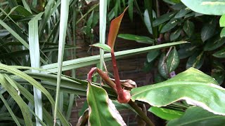 Hedychium greenii amp its unique way of propagation [upl. by Isolda]