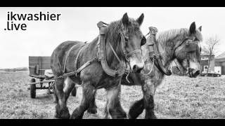 Mest uitvoeren met Belgische Trekpaarden  ikwashierlive in Wachtebeke  Belgian Draft Horse  work [upl. by Archambault186]