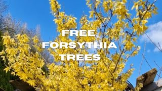 Easy forsythia tree cuttings How to grow free plants [upl. by Leal]