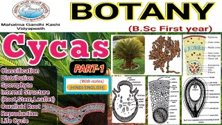 CycasCycas Morphology and AnatomyCycas External and Internal Morphology and Anatomy [upl. by Boleslaw]