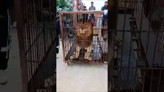 The lion was captured in a cage shorts animals lion [upl. by Hong]