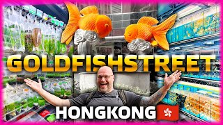 WELCOME to the GOLDFISHSTREET HONG KONG 2024 [upl. by Funda535]