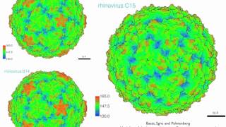 rhinovirus C15 compared to A16 and B14  3D rotation [upl. by Mulloy]