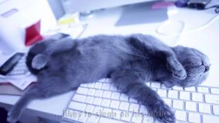 My Russian Blue Kitten  VLADIMIR aka TOOKIE WILLIAMS aka FRAIDY CAT aka ITTY BITTY KITTY [upl. by Epilif]