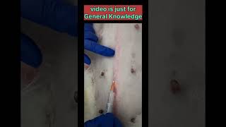 Local anaesthetic infiltration technique 👨‍⚕💉 veterinary infiltration anaesthesiology doctor [upl. by Asenaj594]