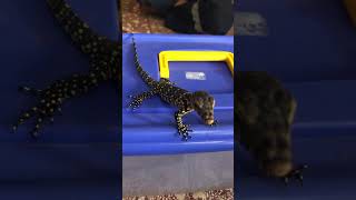 baby varanus salvator reptiles biawak keeper [upl. by Acacia646]