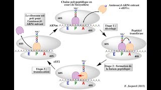 تكملة Traduction élongation étape 2 [upl. by Carlye902]