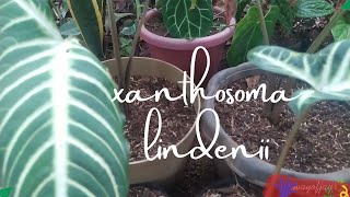 Xanthosoma Lindenii  Propagating caladium lindenii Part 3 [upl. by Carmen]