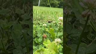 bee flower hopping in slowmotion ✨ [upl. by Anaiad158]