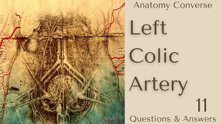 Left Colic Artery Anatomy 11 QA [upl. by Artemahs89]