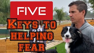 Learn how to help your fearful dog with my 5 keys to fixing fear [upl. by Demaria]