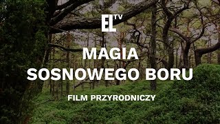 Magia sosnowego boru Magic of the pine tree forest [upl. by Amirak]