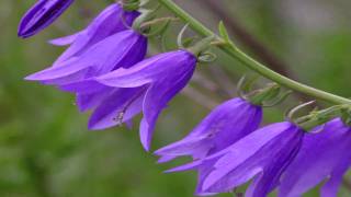 Gardening Tips  How to Grow Bellflower Campanula [upl. by Laurinda]