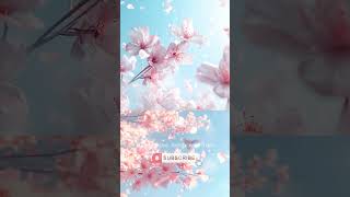 Relaxing music with pink cherry blossoms [upl. by Ali]