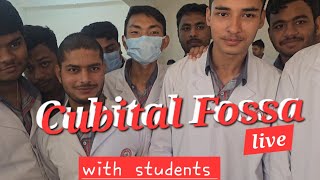 Cubital Fossa live teaching [upl. by Einatirb]