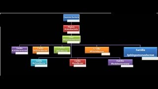 Dominio Bacteria Phylum Proteobacteria 10  Clase Alfaproteobacteria  Familia Sphingomonadaceae [upl. by Ynelram]