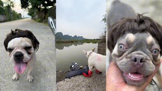 The dog saved Spiderman from drowningDogs lovedog pets [upl. by Sivia]