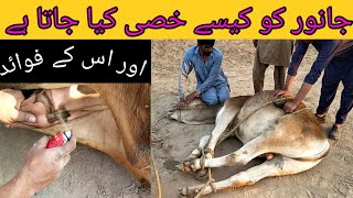 Castration of Cow Bull  Dr Usman Mirza animaldoctor dairyfarm viral viralvideo animals cow [upl. by Asyram]