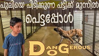 Top Dog Breeds best guard dog muscular brave strong dog dangerous dog Kerala dog Dog malayalam [upl. by Nikolaus]