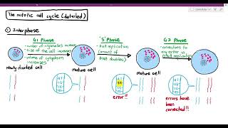 54 A detailed look at the Mitotic Cell Cycle Cambridge AS A Level Biology 9700 [upl. by Kloster]