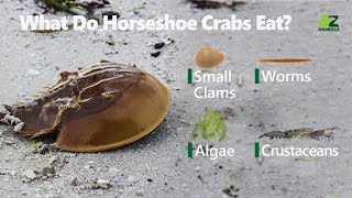 IELTS reading 31 Horseshoe crab [upl. by Eceirahs]