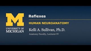 Nervous System Spinal Reflexes [upl. by Nesahc]