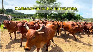 Gado no sindi no curral escolhendo futuras vendas [upl. by Esinnej]