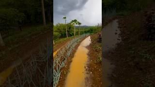 Recolección e de agua de lluvia en la cabaña zanjas de infiltración en curvas de nivel [upl. by Pengelly601]