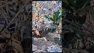 Rattlesnake mega den with as many as 2000 snakes live streaming from the US [upl. by Assirehc]