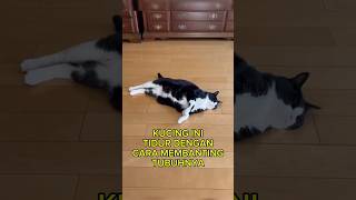 Kucing ini tidur dengan cara membanting tubuhnya shortvideo shorts short [upl. by Skye]