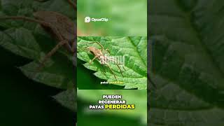 ¡Increíbles Datos sobre Insectos que Te Sorprenderán [upl. by Gati]