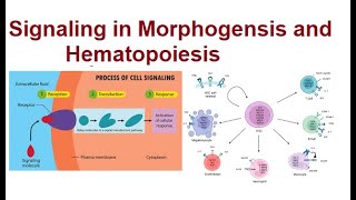 Signal Transduction Pathways in Morphogenesis and Hematopoiesis  2024 [upl. by Naerad]