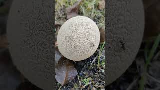 ГРИБ ДОЖДЕВИК Lycoperdon perlatum 3 Shorts [upl. by Hance]