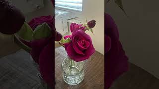 “Plum Perfect” ￼Floribunda Rose [upl. by Ebonee]