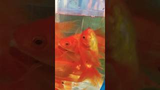 Galiff strit fish market Indian biggest Coloring fish marketshorts fish aquarium video [upl. by Noryk952]