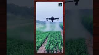 Agriculture Drone Spraying pesticides drone quadcopter agruculture agriculturedrone [upl. by Randi473]