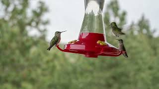 Hummingbird  world smallest bird [upl. by Silliw]