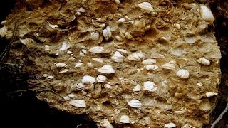 Bivalves fossils  Cyprus [upl. by Aihsiek]