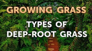 Types of DeepRoot Grass [upl. by Ronaele]