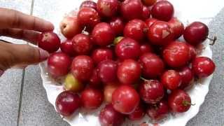 Colorful Fruit  Flacourtia Inermis  Lobi lobi Fruits  batoko plum  lovilovi [upl. by Seften]