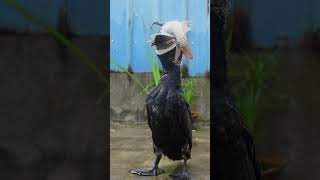 How many seconds does it take for a cormorant to eat a fish [upl. by Hild]