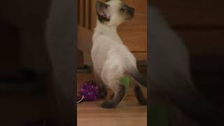 Kitten with leg cast overcomes obstacles to peek its lizard friend  Too Cute  Animal Planet [upl. by Goss]