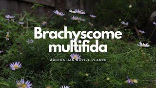 Brachyscome multifida  Australian Native Plant Profile  Pollinator Attracting Plants [upl. by Harrie]