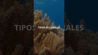 Tipos de Corales 🪸🐠 coralreef somoscosta seagrantpuertorico seagrant corals [upl. by Scotney]